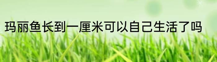 玛丽鱼长到一厘米可以自己生活了吗
