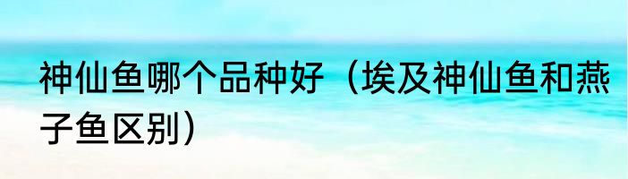 神仙鱼哪个品种好（埃及神仙鱼和燕子鱼区别）