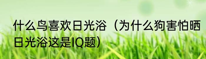 什么鸟喜欢日光浴（为什么狗害怕晒日光浴这是IQ题）