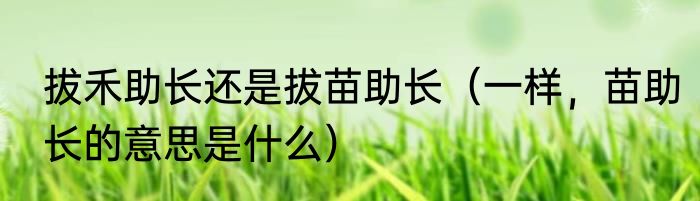 拔禾助长还是拔苗助长（一样，苗助长的意思是什么）