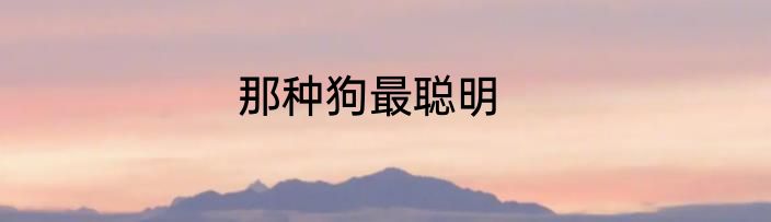 那种狗最聪明