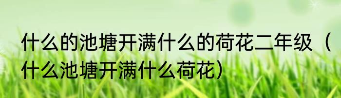 什么的池塘开满什么的荷花二年级（什么池塘开满什么荷花）