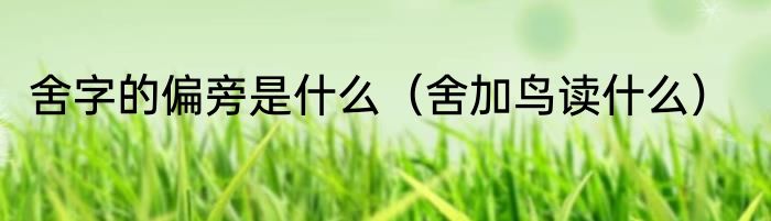 舍字的偏旁是什么（舍加鸟读什么）