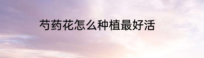 芍药花怎么种植最好活