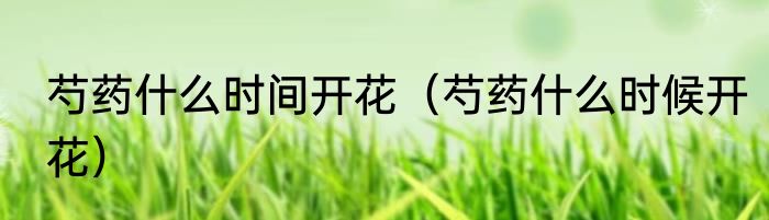 芍药什么时间开花（芍药什么时候开花）