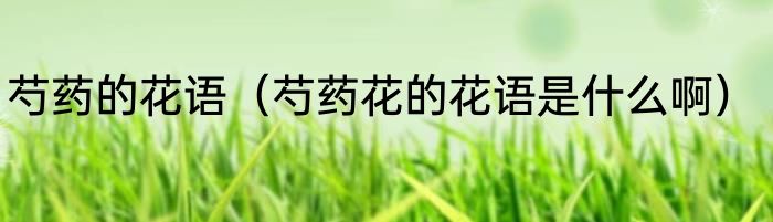 芍药的花语（芍药花的花语是什么啊）