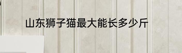 山东狮子猫最大能长多少斤