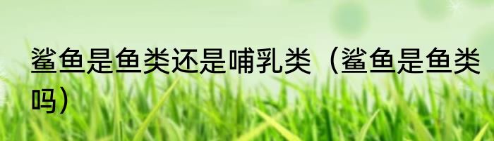 鲨鱼是鱼类还是哺乳类（鲨鱼是鱼类吗）