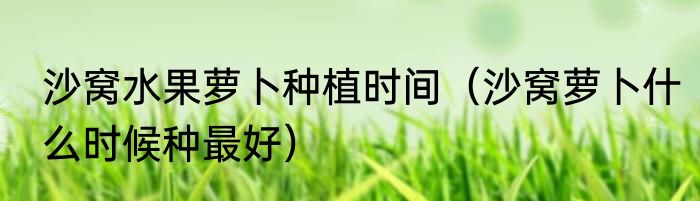 沙窝水果萝卜种植时间（沙窝萝卜什么时候种最好）