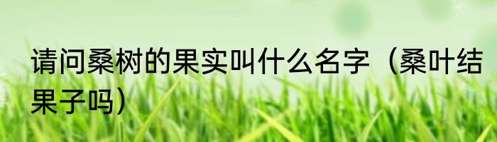 请问桑树的果实叫什么名字（桑叶结果子吗）