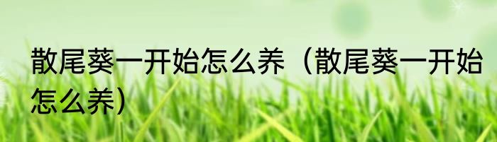 散尾葵一开始怎么养（散尾葵一开始怎么养）