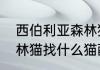 西伯利亚森林猫好养吗（西伯利亚森林猫找什么猫配最好）