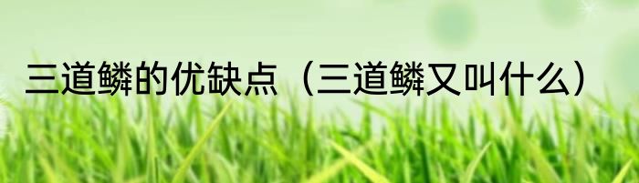 三道鳞的优缺点（三道鳞又叫什么）