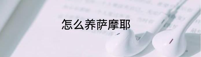 怎么养萨摩耶