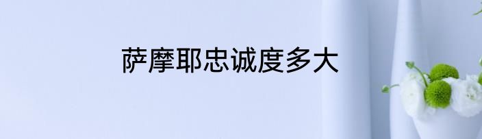 萨摩耶忠诚度多大