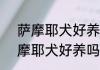 萨摩耶犬好养吗?优缺点有哪些（萨摩耶犬好养吗）