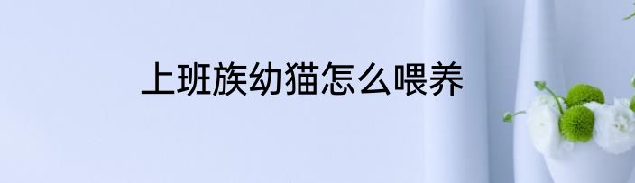 上班族幼猫怎么喂养