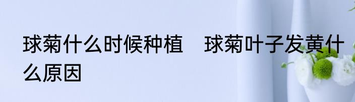 球菊什么时候种植　球菊叶子发黄什么原因