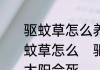 驱蚊草怎么养，不晒太阳太阳会死驱蚊草怎么　驱蚊草怎么养，不晒太阳太阳会死
