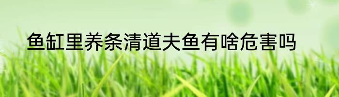 鱼缸里养条清道夫鱼有啥危害吗
