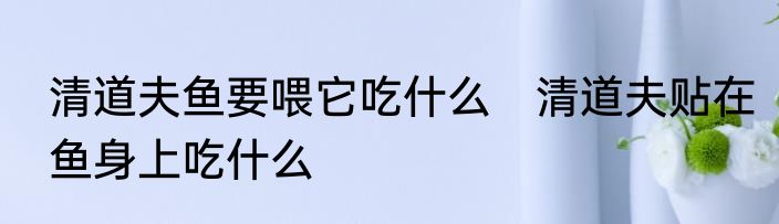 清道夫鱼要喂它吃什么　清道夫贴在鱼身上吃什么