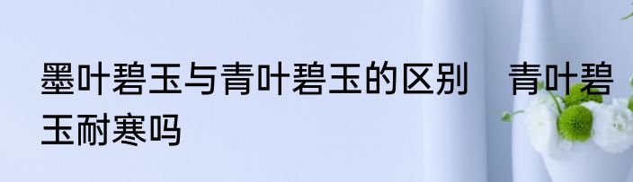 墨叶碧玉与青叶碧玉的区别　青叶碧玉耐寒吗