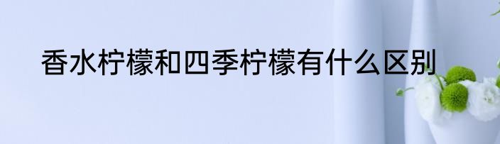 香水柠檬和四季柠檬有什么区别