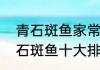 青石斑鱼家常做法　营养价值最高的石斑鱼十大排名