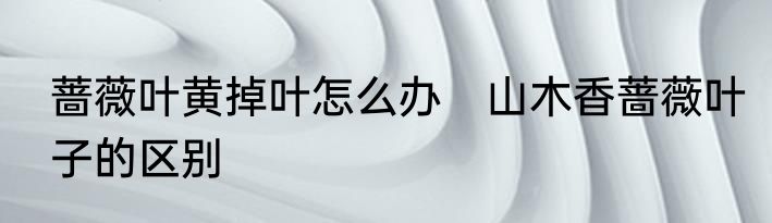 蔷薇叶黄掉叶怎么办　山木香蔷薇叶子的区别