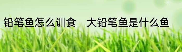 铅笔鱼怎么训食　大铅笔鱼是什么鱼