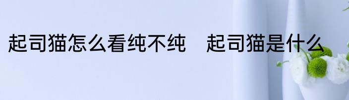 起司猫怎么看纯不纯　起司猫是什么