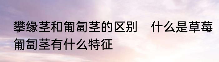 攀缘茎和匍匐茎的区别　什么是草莓匍匐茎有什么特征