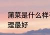 蒲菜是什么样子的植物　蒲菜怎么处理最好