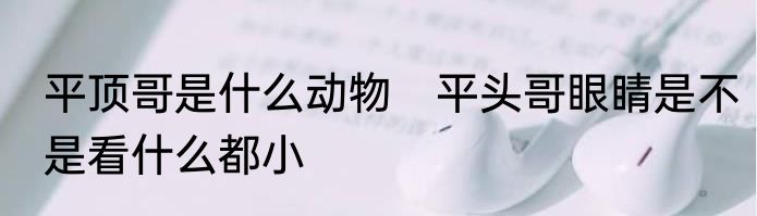 平顶哥是什么动物　平头哥眼睛是不是看什么都小