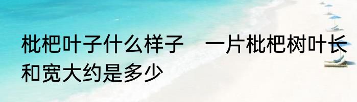 枇杷叶子什么样子　一片枇杷树叶长和宽大约是多少