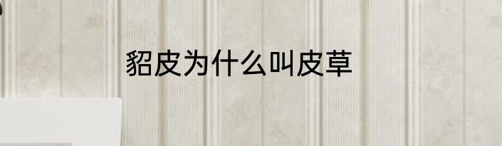 貂皮为什么叫皮草