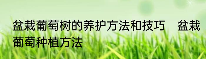 盆栽葡萄树的养护方法和技巧　盆栽葡萄种植方法