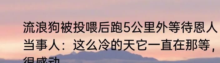 流浪狗被投喂后跑5公里外等待恩人 当事人：这么冷的天它一直在那等，很感动