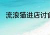 流浪猫进店讨食被老板当贵客招待