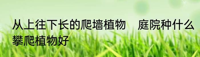 从上往下长的爬墙植物　庭院种什么攀爬植物好