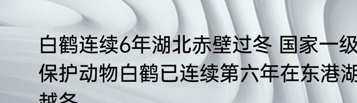 白鹤连续6年湖北赤壁过冬 国家一级保护动物白鹤已连续第六年在东港湖越冬