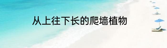 从上往下长的爬墙植物