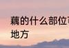 藕的什么部位可以吃　莲藕长在什么地方