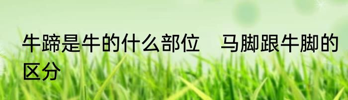牛蹄是牛的什么部位　马脚跟牛脚的区分