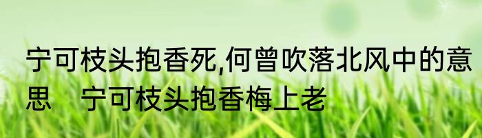 宁可枝头抱香死,何曾吹落北风中的意思　宁可枝头抱香梅上老