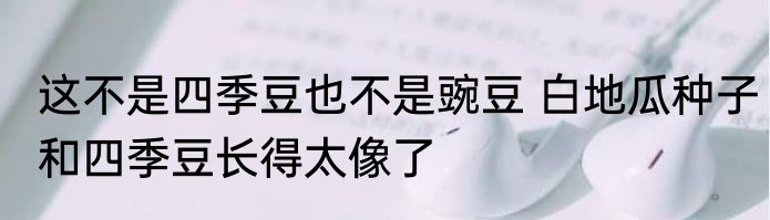 这不是四季豆也不是豌豆 白地瓜种子和四季豆长得太像了
