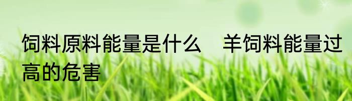 饲料原料能量是什么　羊饲料能量过高的危害