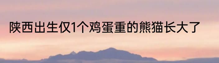 陕西出生仅1个鸡蛋重的熊猫长大了