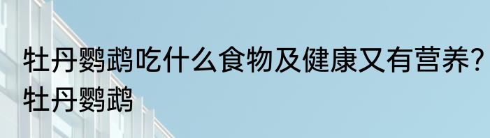牡丹鹦鹉吃什么食物及健康又有营养?牡丹鹦鹉