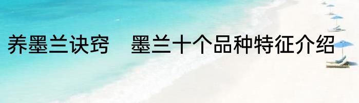 养墨兰诀窍　墨兰十个品种特征介绍